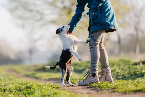 Ein kleiner Hund springt voller Freude auf mich zu, seine Pfoten berühren meine Hand.