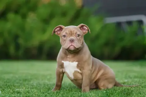 Ein süßer American Bully Pocket Welpe sitzt auf einer grünen Wiese.