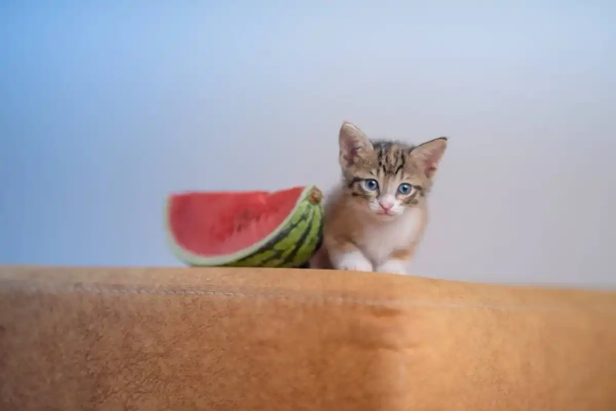 Wassermelone für Katzen - wann der Snack okay ist