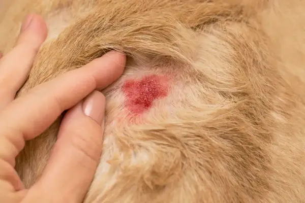 Rote, entzündete Hautstelle bei einem Hund, die auf ein Leckekzem hindeutet. Eine Hand berührt sanft das Fell.